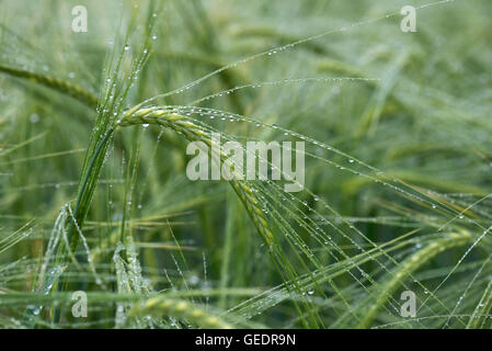 Ears of a green, unripe barley crop after rain with discreet water droplets on the awns, Hampshire, June Stock Photo