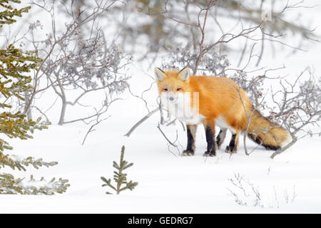 Red Fox (Vulpes vulpes) adult, standing in snow, looking at camera, Churchill, Manitoba, Canada. Stock Photo