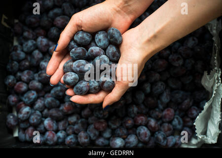 Woman's Hands Holding Plums, High Angle View Stock Photo