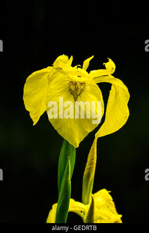 yellow iris (Iris pseudacorus) on black background Stock Photo