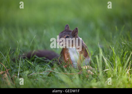 little curious squirrel (Sciurus vulgaris) sitting on the ground in meadow searching for nuts Stock Photo