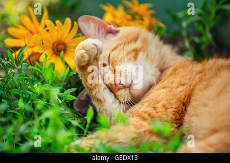 Cute cat sleeping on the grass with flowers Stock Photo