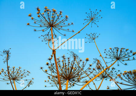 Dry dill plant against blue sky Stock Photo