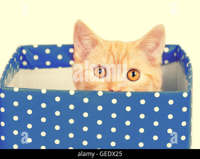 Cute kitten look out of the blue gift box Stock Photo
