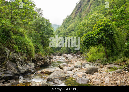 Small river running through a dense pristine jungle forest Stock Photo