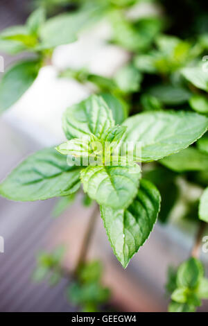 Growing mint in home garden Stock Photo