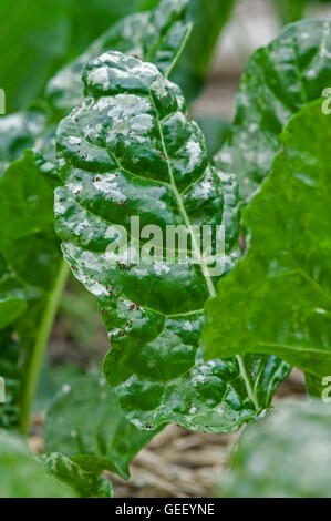 Silverbeet (chard) leaves damaged by red legged earth mite damage Stock Photo