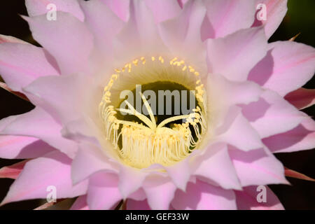 Using A Pink Flower A spiny cactus garden with pink flower, potted succulent collection ...