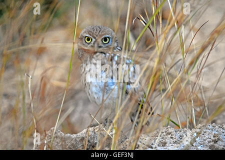 little owl perching on a rock