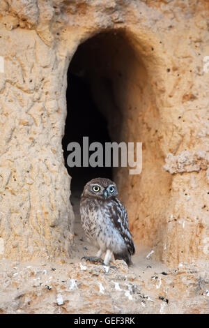 little owl in its burrow Stock Photo