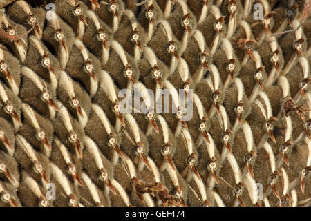 Sunflower seeds close-up Stock Photo