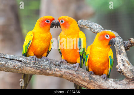 Lovely sun conure parrot birds on the perch. Pair of colorful sun conure parrot birds interacting. Stock Photo