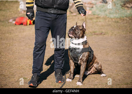 Dog American Staffordshire Terrier On Training Outdoor. Stock Photo