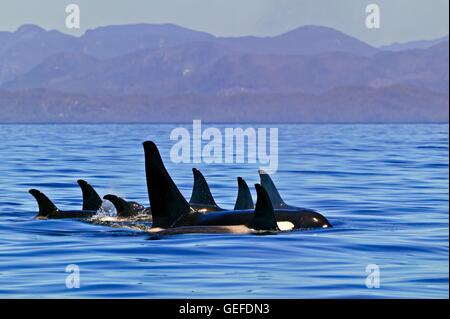 Zoology / animals, mammal / mammalian, Family pod of northern resident fish eating orca whales (killer whales, Orcinus orca) resting in a resting line in Queen Charlotte Strait with the British Columbia Coast Mountains in the background, on a clear blue s Stock Photo