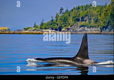 Zoology / animals, mammal / mammalian, Large male fish eating northern resident killer whale (orca whale), with a tall dorsal fin crusing along the British Columbia coastline, Vancouver Island, British Columbia, Canada,