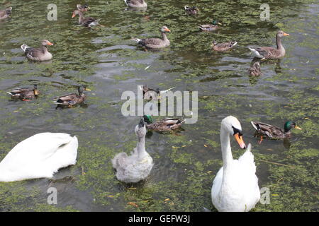 wildfowl on the river Stock Photo