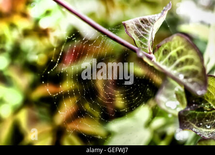 Nice multicolour summer spider web with drops Stock Photo