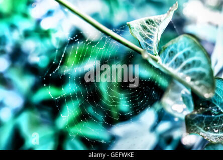 Nice multicolour summer spider web with drops in blue tones Stock Photo