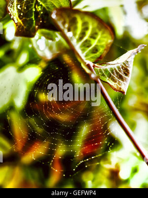 Nice multicolour summer spider web with drops Stock Photo