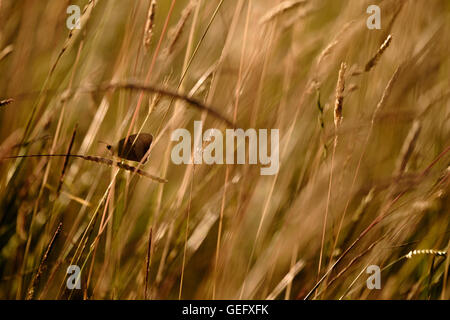 A meadow brown butterfly resting on a blade of grass in a meadow Stock Photo
