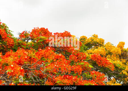 Flamboyant tree, also called flame tree (Delonix regia) in blossom with vibrant red and orange flowers, Cuba Stock Photo