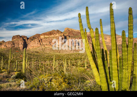 Organ pipe, saguaro cacti, Ajo Range behind, Sonoran Desert, Organ Pipe Cactus National Monument, Arizona, USA Stock Photo