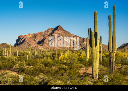 Saguaros, Pinkley Peak, view from North Puerto Blanco Drive, Sonoran Desert, Organ Pipe Cactus National Monument, Arizona, USA Stock Photo