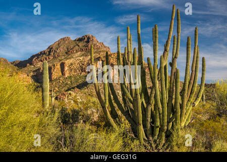 Organ pipe, saguaro cacti, Diablo Mountains, Ajo Mountain Drive, Sonoran Desert, Organ Pipe Cactus National Monument, Arizona Stock Photo