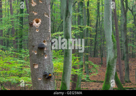 Woodpecker holes in tree trunk with fungal disease at beech forest in autumn Stock Photo