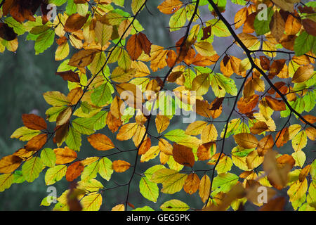 Common beech tree leaves (Fagus sylvatica) turning into colourful autumn colours in deciduous forest Stock Photo