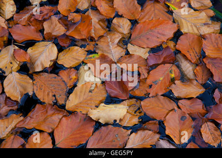 Fallen common beech tree leaves (Fagus sylvatica) in brown autumn colours floating in pond Stock Photo