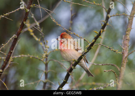 Common rosefinch /  scarlet rosefinch (Carpodacus erythrinus) male perched in tree Stock Photo