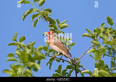 Common rosefinch /  scarlet rosefinch (Carpodacus erythrinus) male perched in tree Stock Photo