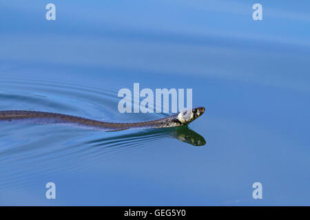 Grass snake / ringed snake / water snake (Natrix natrix) swimming in lake Stock Photo