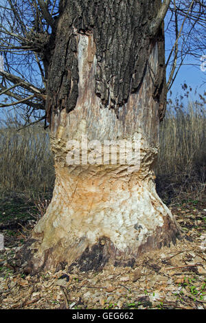 Thick tree trunk showing teeth marks from gnawing by Eurasian beaver (Castor fiber) Stock Photo