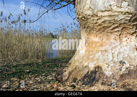 Thick tree trunk showing teeth marks from gnawing by Eurasian beaver (Castor fiber) along lake shore Stock Photo