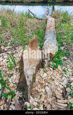 Wood chips around tree felled by Eurasian beaver (Castor fiber) along lake shore Stock Photo