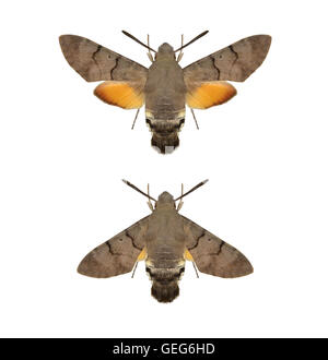 Hummingbird Hawk-moth - Macroglossum stellatarum - 69.010 (1984) Stock Photo