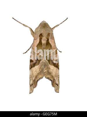 Angle Shades - Phlogophora meticulosa - 73.113 (2306) Stock Photo