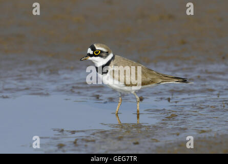 Little Ringed Plover - Charadrius dubius Stock Photo