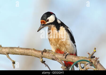 closeup of great spotted woodpecker perched on branch ( Dendrocopos major )