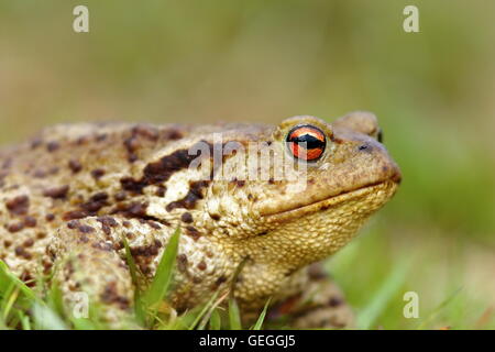 macro shot of brown common toad, portrait ( Bufo bufo ) Stock Photo