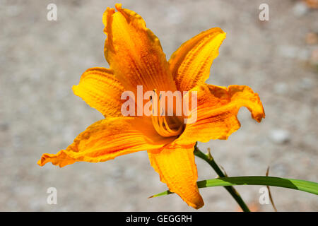 Vivid yellow orange trumpet flower  of the day lily, Hemerocallis 'Burning Daylight' Stock Photo