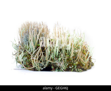 moss from the wild mountain places in isolation Stock Photo
