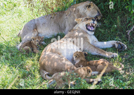 Two lionesses with three cubs lying under a tree and giving suck to the cubs, Masai Mara, Kenya, Africa Stock Photo
