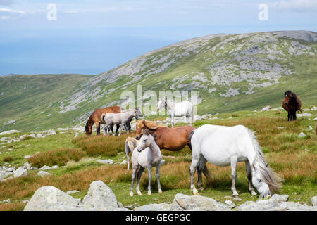 Wild Welsh Mountain Ponies with foals on slopes of Garnedd Gwenllian in Carneddau mountains of north Snowdonia National Park (Eryri). Gwynedd Wales UK Stock Photo
