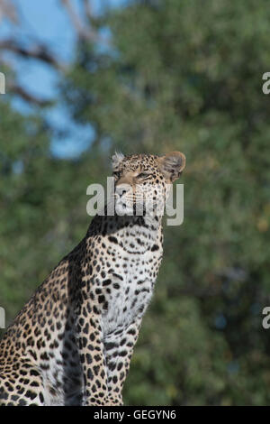 Female leopard, Pula, Legadimas daughter, sitting on termite mound Stock Photo