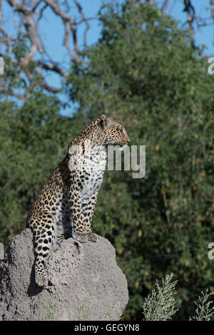 Female leopard, Pula, Legadimas daughter, sitting on termite mound Stock Photo