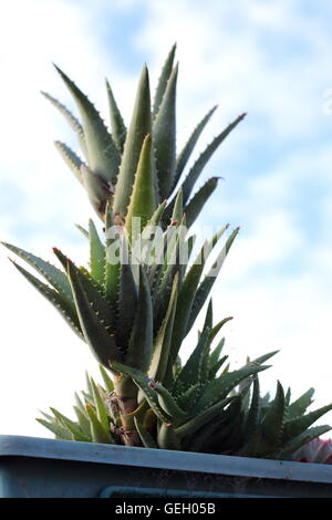 Aloe plants in a pot Stock Photo