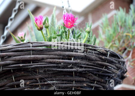 Close up of Cephalophyllum or known as Lido Big pink growing in hanging basket Stock Photo